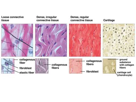 Characteristics of Dense Regular Connective Tissue