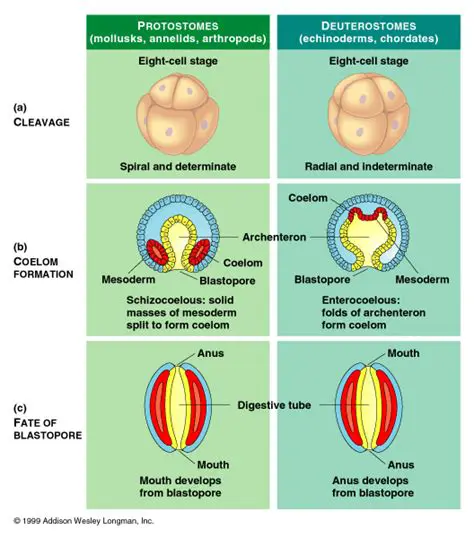 Characteristics of Deuterostomes