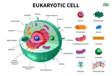 Characteristics of Eukaryotic Cells