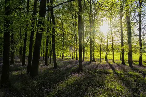 Characteristics of Green Open Space Use