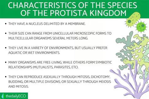 Characteristics of Kingdom Protista
