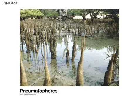 Characteristics of Pneumatophores