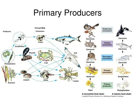 Characteristics of Primary Producers