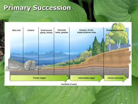 Characteristics of Primary Succession