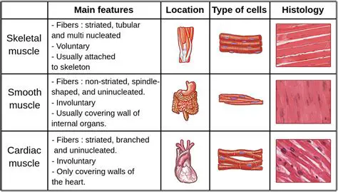 Characteristics of Skeletal Muscle Tissue