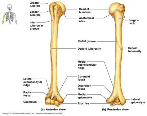 Characteristics of the Humerus