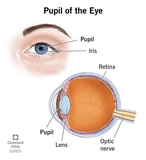 Characteristics of the Pupil