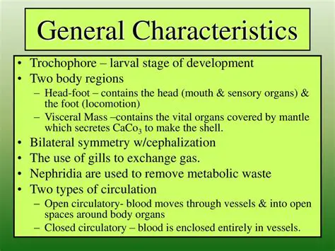 Characteristics of the Trochophore