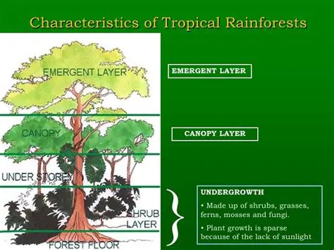 Characteristics of Tropical Rainforests