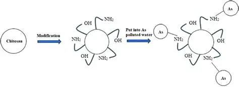 Chitosan as an Adsorbent for Cholesterol Reduction