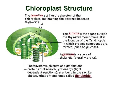 Chloroplast Structure and Function