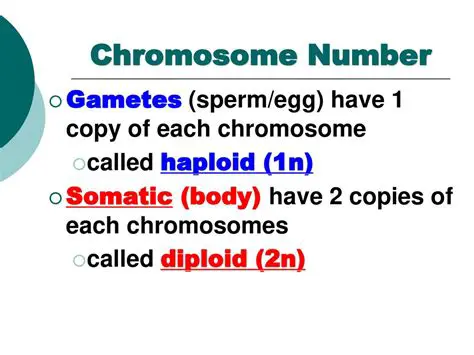 Chromosome Number of Gametes