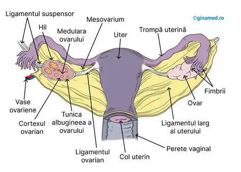Ciclul de reproducere al femeilor