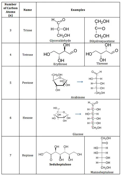 Classes of Monosaccharides