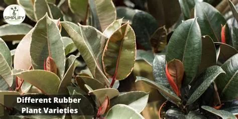Classification of Rubber Plant Clones