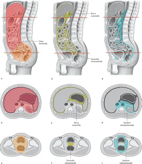 Clear view of abdominal and pelvic organs