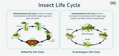 Climate warming can lead to a slowdown in insect life cycles