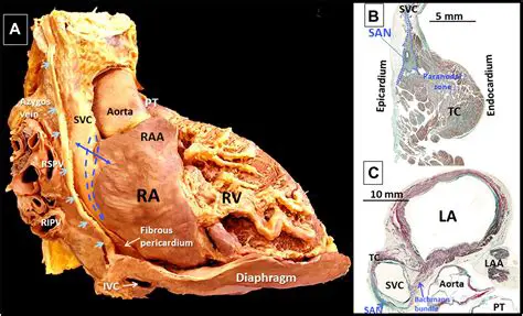 Clinical Significance of the SA Node