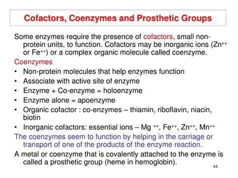 Coenzymes and Prosthetic Groups