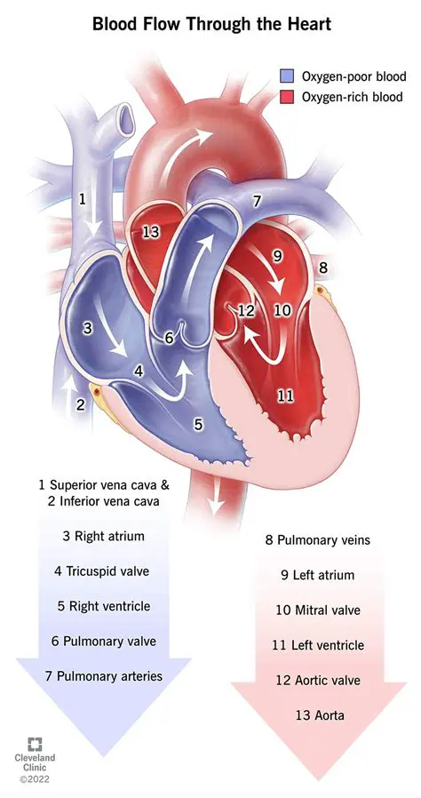 Combining Forms Related to Blood and Circulation