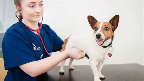 Companion animal veterinarians