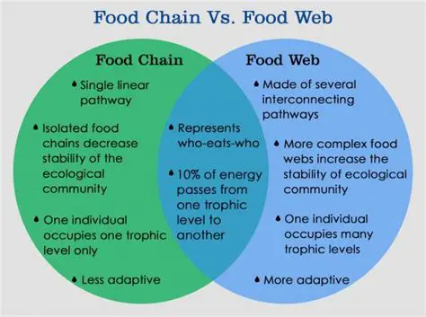 Comparing the Caloric Content of Fast Food Chains A and B