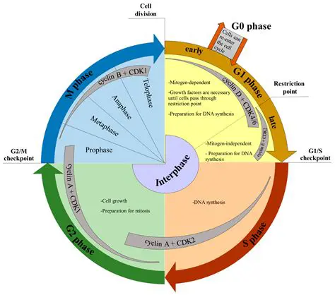 Comparison and Contrast of the Cell Cycle in Human and Bacterial Cells