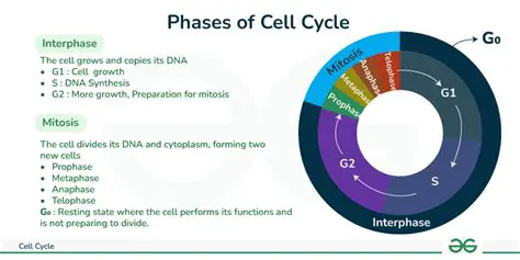 Comparison of Cell Cycle Times