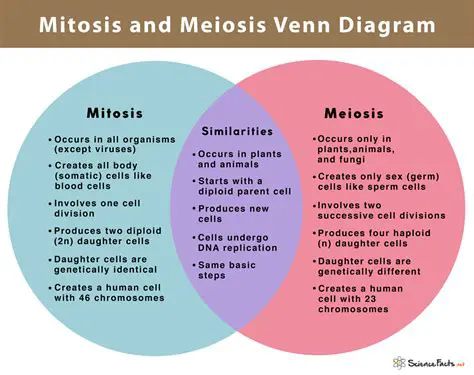 Comparison of Mitosis and Meiosis