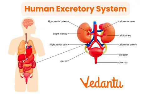 Comparison with Human Excretory System
