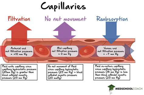 Components of Capillary Blood