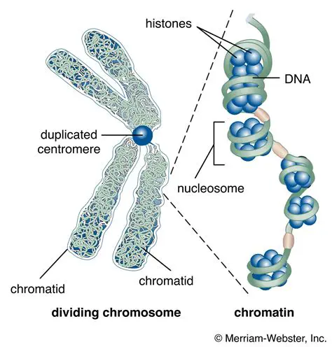Components of Chromatin Networks