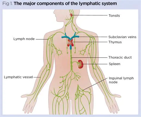 Components of Lymph Organs