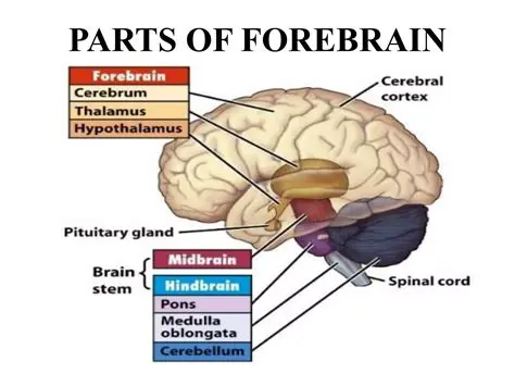 Components of the Forebrain