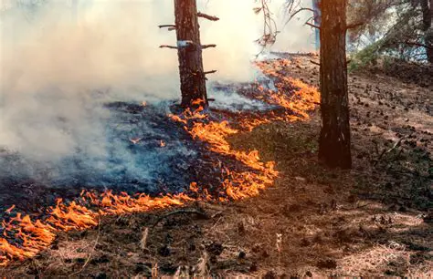 Consecuencias del Incendio