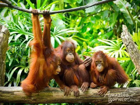 Conservation and restoration of orangutan habitats