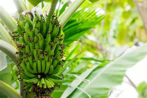 Conservation of local banana varieties
