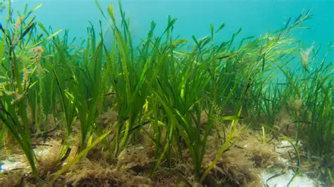Conservation of Seagrass Fields
