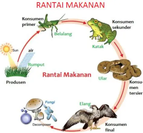 Contoh Rantai Makanan di Sekitar Rumah