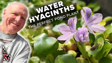 Creative Economy Development Through Water Hyacinth
