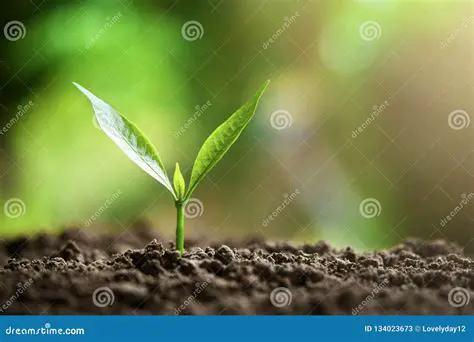 Crescimento da Nova Planta