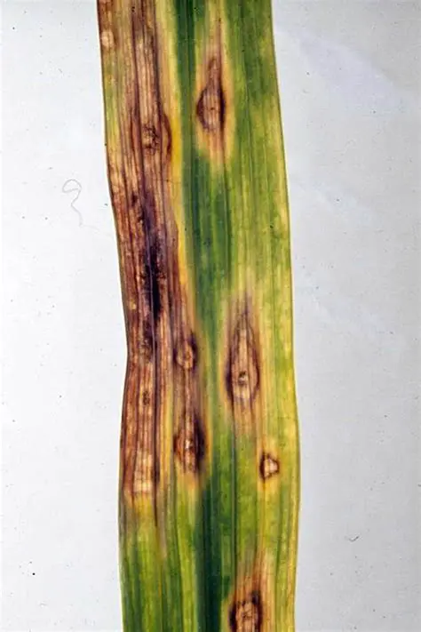 Curvularia is a common pathogen that can cause significant damage to eucalyptus plants