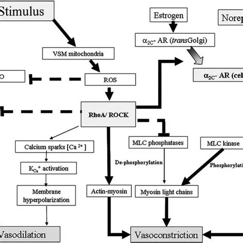 Cutaneous vasoconstriction