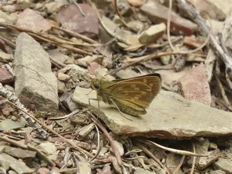 Describe how other contributors can replicate this bug