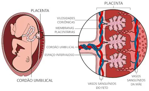 Desenvolvimento da Placenta
