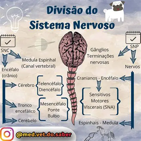 Desenvolvimento das Estruturas do Sistema Nervoso Central