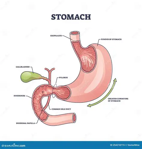 Determining the Location of the Stomach