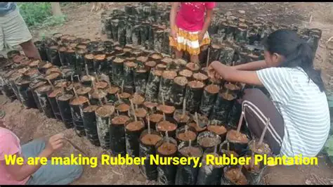 Developing Rubber Cultivation Technology for Mountainous Areas
