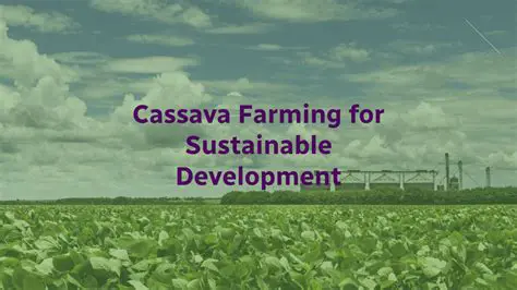 Development of Cassava Farming