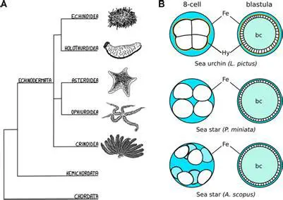 Developmental Stages of Echinodermata